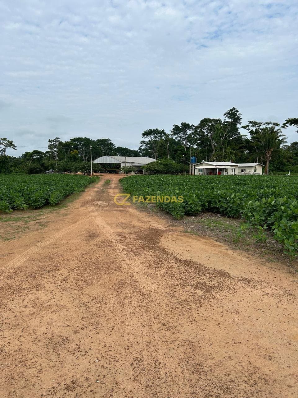 Fazenda Monte Verde - Lavoura - Foto 2